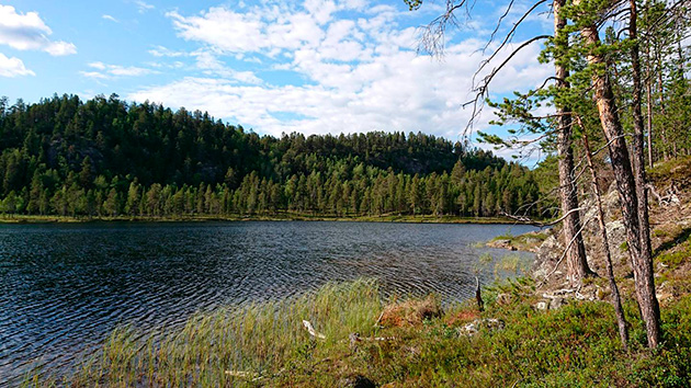 В самом сердце Сейтасаари есть небольшое 
										озеро Хевосайтаярви, где на скалах по 
										берегам растут древние сосны. Фото:  
										Anneli Jussila